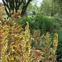 Osmunda regalis jeunes feuilles
